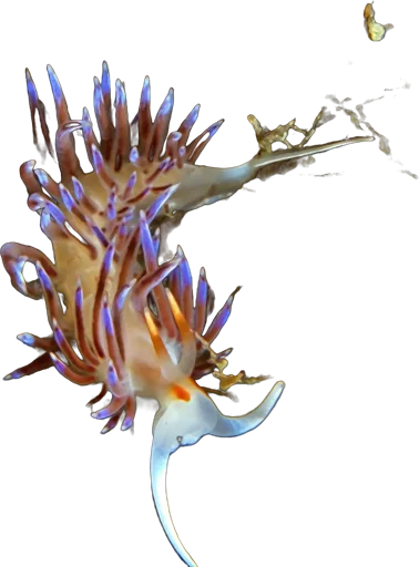 Cratena nudibranch (Cratena peregrina)