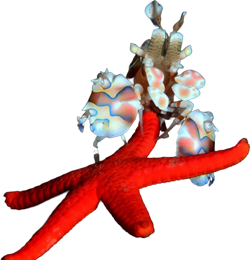 Crevette arlequin (Hymenocera picta)