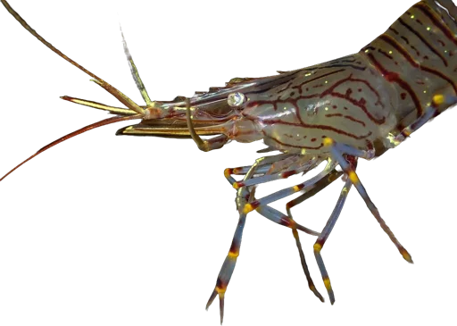 Crevette bouquet (Palaemon serratus)