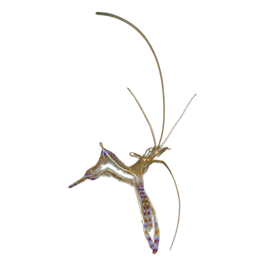 Crevette de Pederson (Ancylomenes pedersoni)