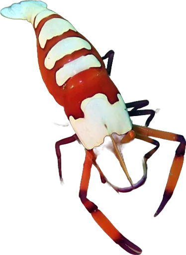 Crevette impériale (Periclimenes imperator)