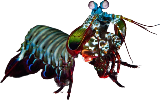 Crevette-mante paon (Odontodactylus scyllarus)