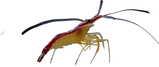 Crevette nettoyeuse (Lysmata amboinensis)