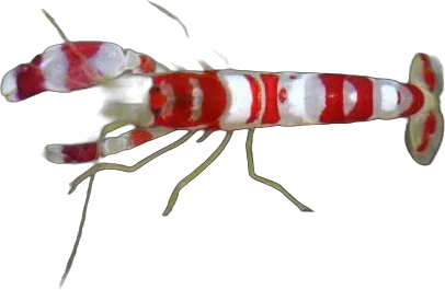 Crevette-pistolet (Alpheus randalli)