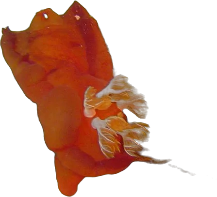 Danseuse espagnole (Hexabranchus sanguineus)