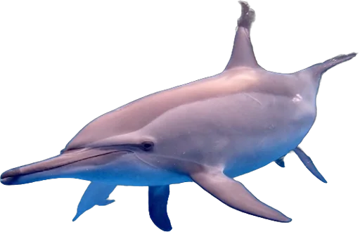 Dauphin à long bec (Stenella longirostris)