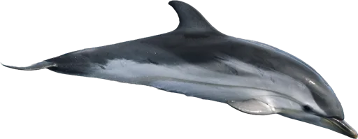 Dauphin bleu et blanc (Stenella coeruleoalba)