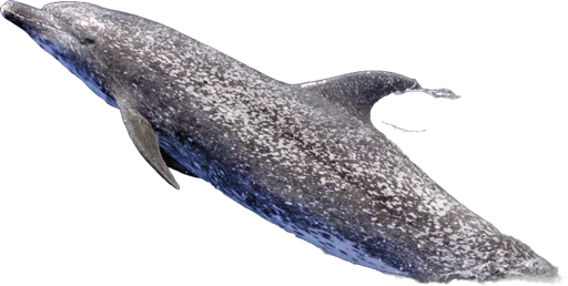 Dauphin tacheté de l'Atlantique (Stenella frontalis)