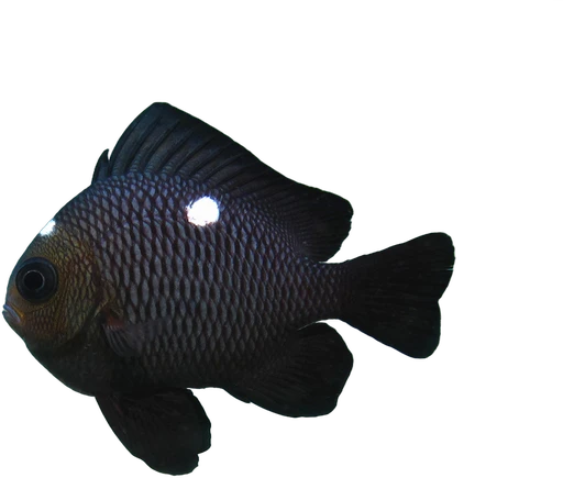 Threespot dascyllus (Dascyllus trimaculatus)