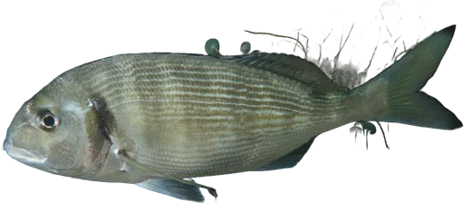Dorade royale (Sparus aurata)