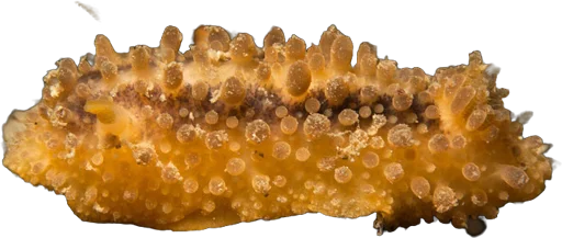Sea lemon (Doris verrucosa)