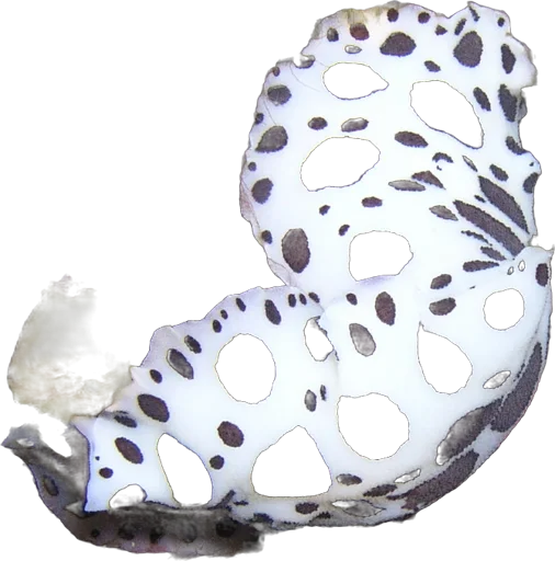 Dalmatian doris (Peltodoris atromaculata)