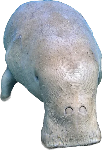 Dugong (Dugong dugon)