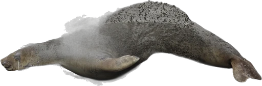 Éléphant de mer (Mirounga leonina)