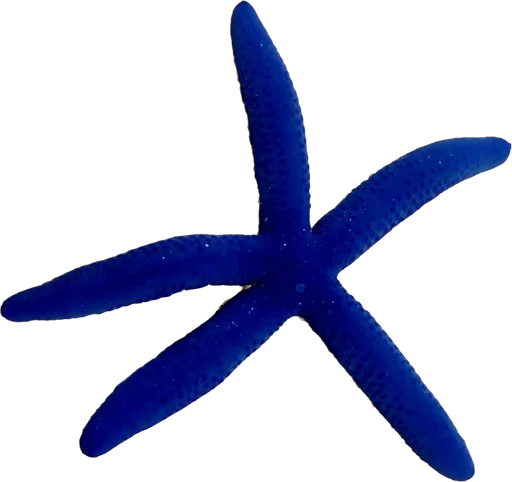 Étoile de mer bleue (Linckia laevigata)