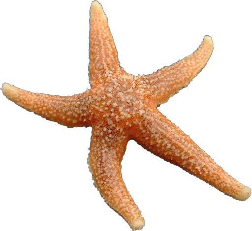 Common starfish (Asterias rubens)