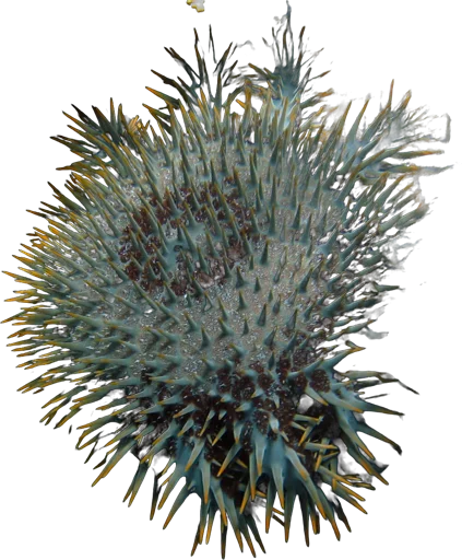 Crown-of-thorns starfish (Acanthaster planci)