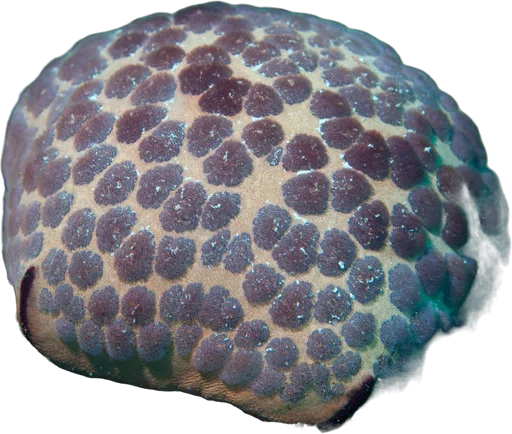 Cushion sea star (Culcita novaeguineae)