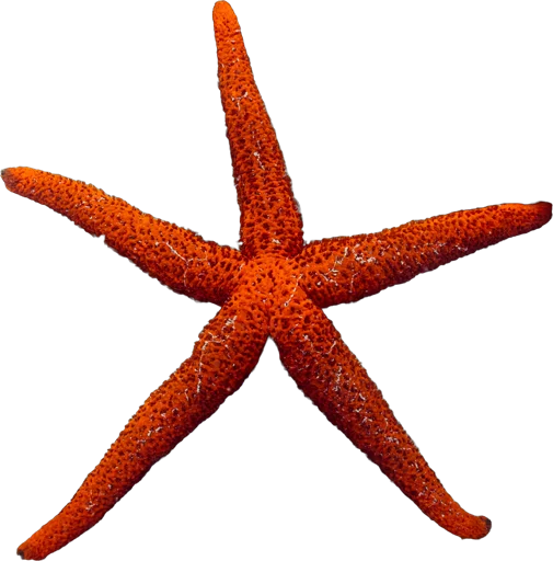 Étoile de mer rouge (Echinaster sepositus)