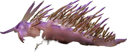 Purple flabellina (Flabellina affinis)