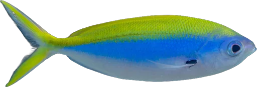 Fusilier à dos jaune (Caesio xanthonota)
