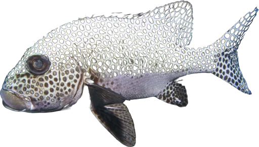 Gaterin arlequin (Plectorhinchus chaetodonoides)