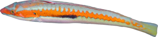 Girelle commune (Coris julis)