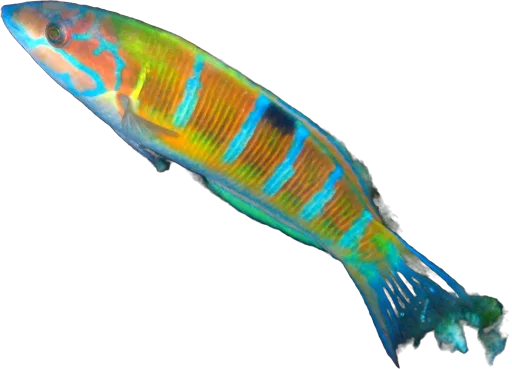 Girelle-paon (Thalassoma pavo)