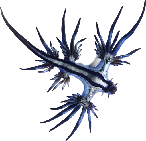 Dragon bleu (Glaucus atlanticus)