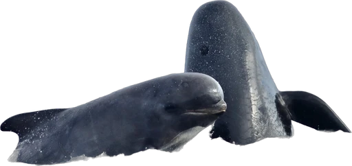 Long-finned pilot whale (Globicephala melas)