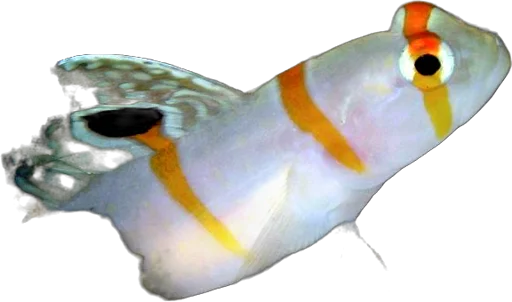 Gobie de Randall (Amblyeleotris randalli)