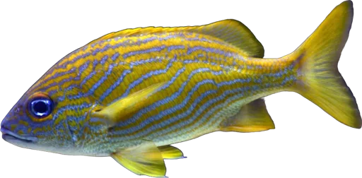 French grunt (Haemulon flavolineatum)