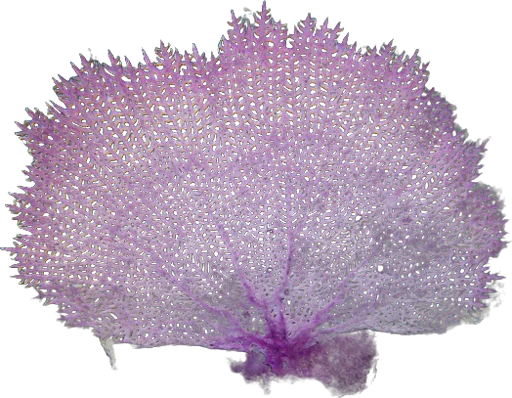 Gorgone éventail de mer (Gorgonia ventalina)