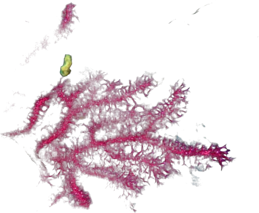 Gorgone rouge (Paramuricea clavata)