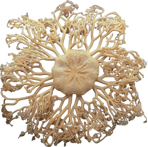 Basket star (Gorgonocephalus caputmedusae)