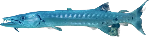 Grand barracuda (Sphyraena barracuda)