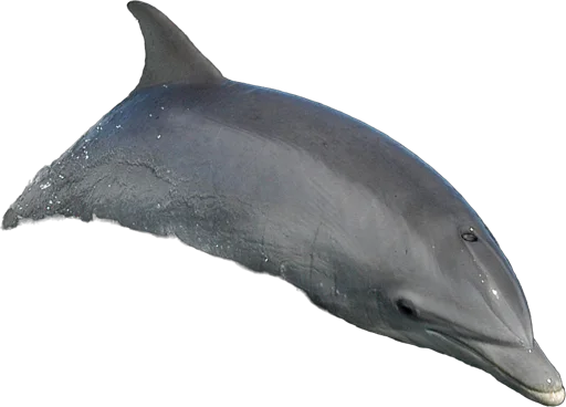 Grand dauphin (Tursiops truncatus)