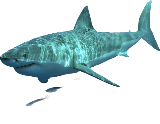 Grand requin blanc (Carcharodon carcharias)