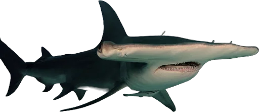 Grand requin-marteau (Sphyrna mokarran)