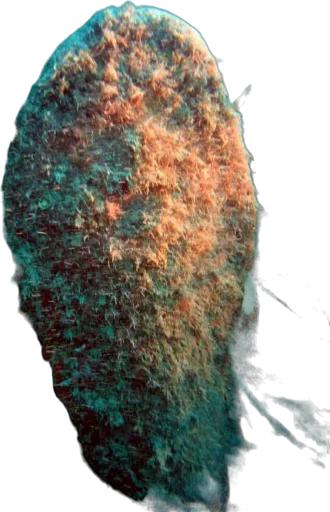Grande nacre (Pinna nobilis)