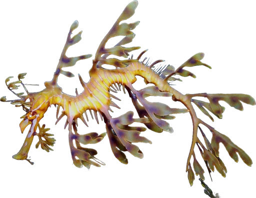 Dragon de mer feuillu (Phycodurus eques)
