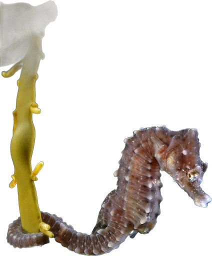 Short-snouted seahorse (Hippocampus hippocampus)