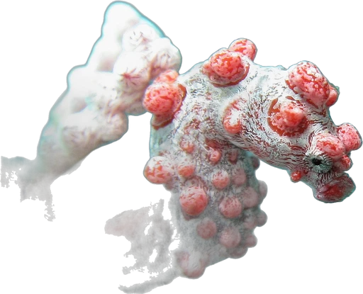 Hippocampe pygmée (Hippocampus bargibanti)