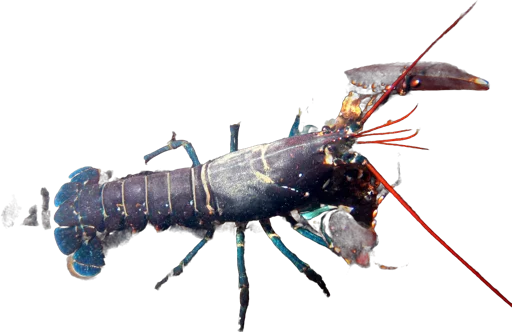European lobster (Homarus gammarus)
