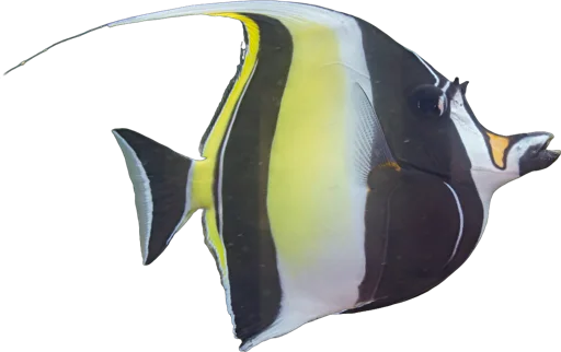 Idole des Maures (Zanclus cornutus)