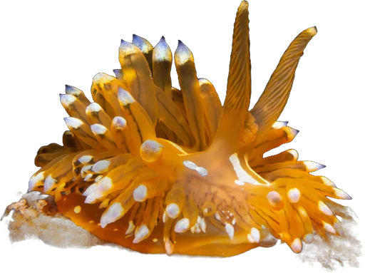 Janolus (Janolus cristatus)