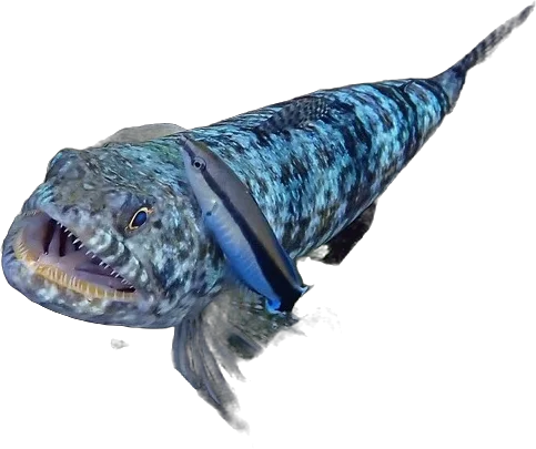 Labre nettoyeur (Labroides dimidiatus)