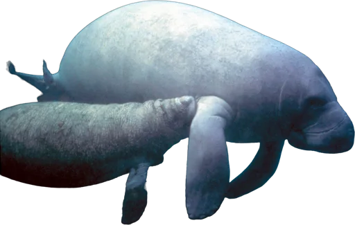 Lamantin des Caraïbes (Trichechus manatus)