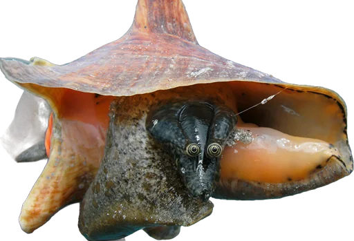 Lambi (strombe géant) (Aliger gigas)