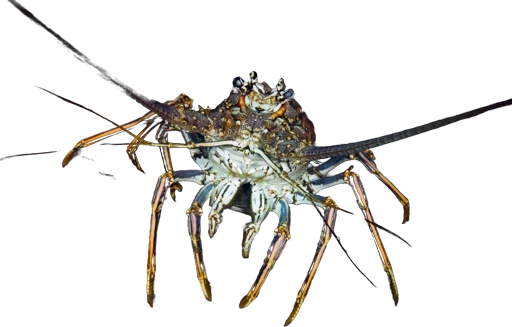 Langouste des Caraïbes (Panulirus argus)